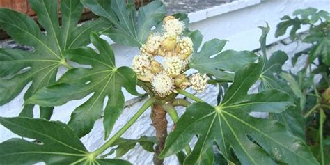 Aralia O Fatsia Jap Nica Cu Nto Dura Caracter Sticas Y Cuidados