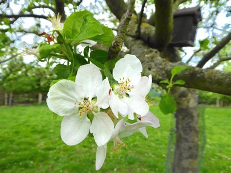 Der Frühling naht Tiere mit Nisthilfen unterstützen NABU Bochum