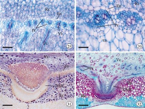 Transverse Sections Of The Rhizome Of Zingiber Officinale Fig 29