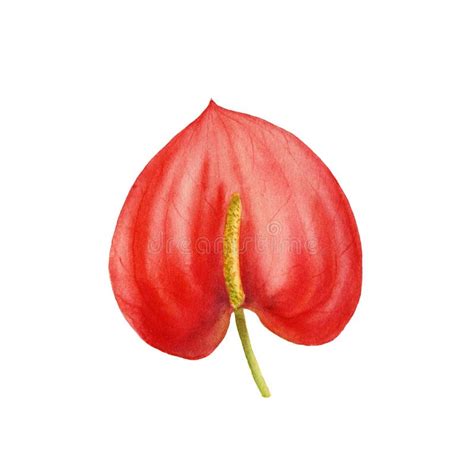 Drawing Of Red Anthurium Flower Stock Illustration Illustration Of