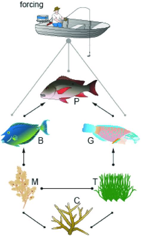 Simple Coral Reef Food Chain