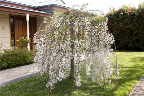 Weeping Cherries Plants Hello Hello Plants