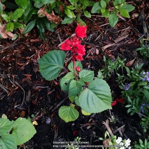 Scarlet Sage Salvia Splendens Red Hot Sally In The Salvias Database