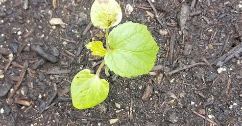 Okra Seedling Leaf Spots Album On Imgur