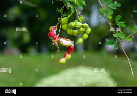 Asam Kranji Dialium Indum The Tamarind Plum Seeds Stock Photo Alamy