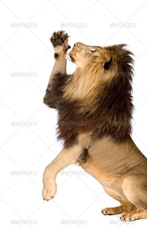 Lion Standing Up Roaring