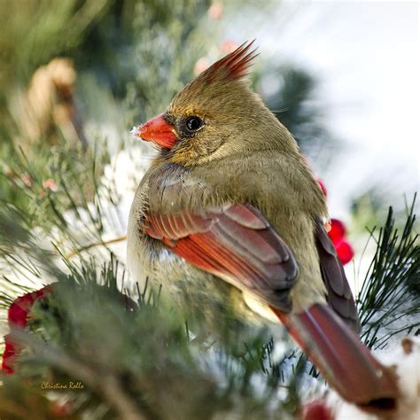 Female Northern Cardinal Square Photograph By Christina Rollo