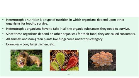 Nutrition In Plants New 2 Pptx