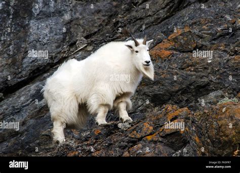 Sheer Cliff Goat Hi Res Stock Photography And Images Alamy