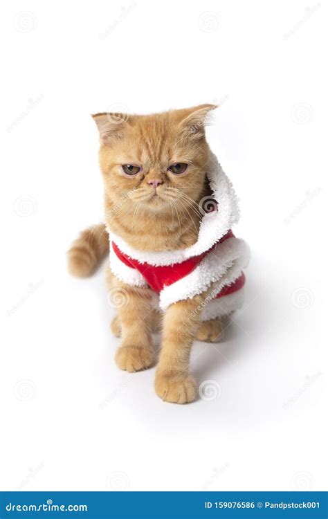 Peque O Gato Con Traje Rojo De Pap Noel Para Navidad Foto De Archivo