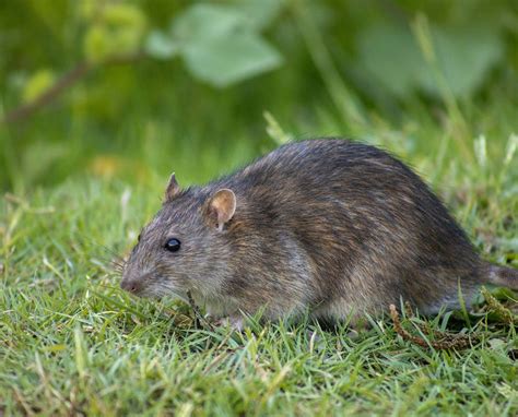 Cómo puedes eliminar una plaga de ratas o ratones La Vall Grup