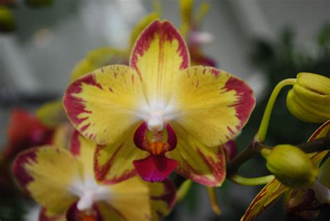 Fairchild Tropical Botanical Gardenannual International Orchid