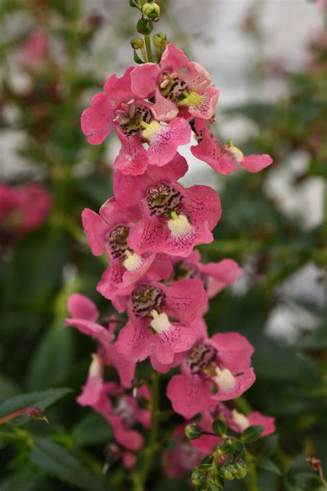 Angelonia angustifolia Archangel Coral | Lucas Greenhouses