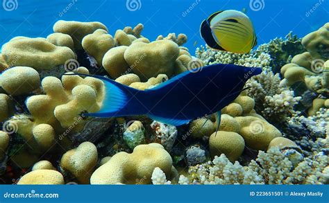 Green Birdmouth Wrasse Or Indian Birdmouth Wrasse Gomphosus Caeruleus