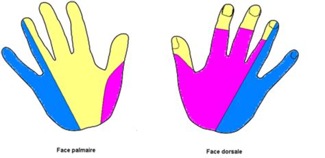 Syndrome Du Canal Carpien Cartes Quizlet