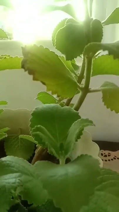 Oregano ☘️🌵☘️ Plant Satisfying Shortsvideo Newshorts Beautiful