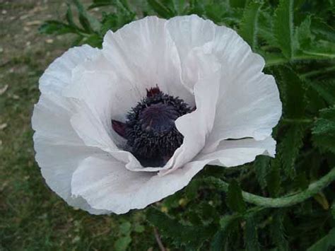 White Poppy Flower With Black Stamen