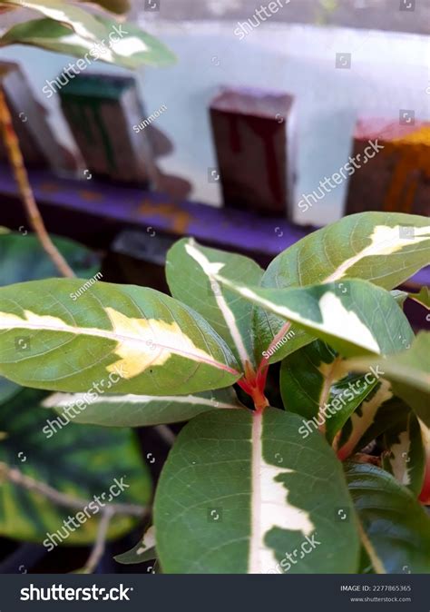 Pictum Graptophyllum Plant Called Caricatureplant Stock Photo