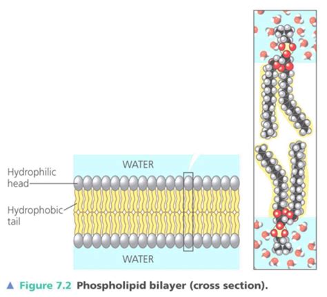 Biology Membrane Structure And Function Flashcards Quizlet