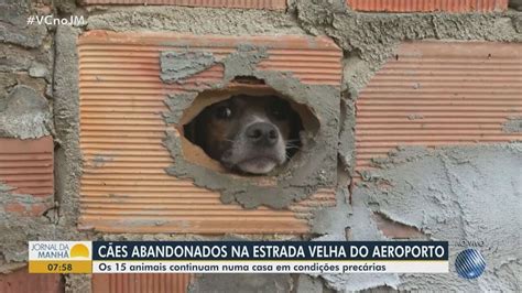 Grupo De C Es Segue Em Situa O De Abandono Ap S Dias De Den Ncias