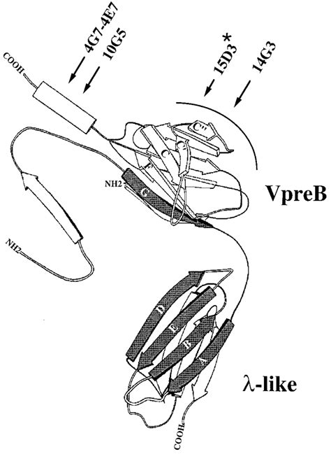 Three Dimensional Schematic Representation Of The Human Sl Showing