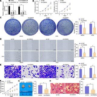 KDM3A Is Crucial For The Maintenance Of The Growth And Metastasis Of OS