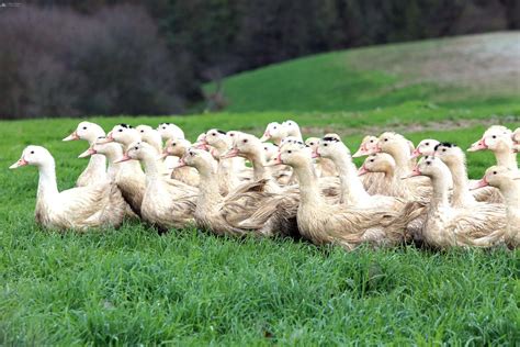 Grippe aviaire 19 nouvelles communes concernées par labattage