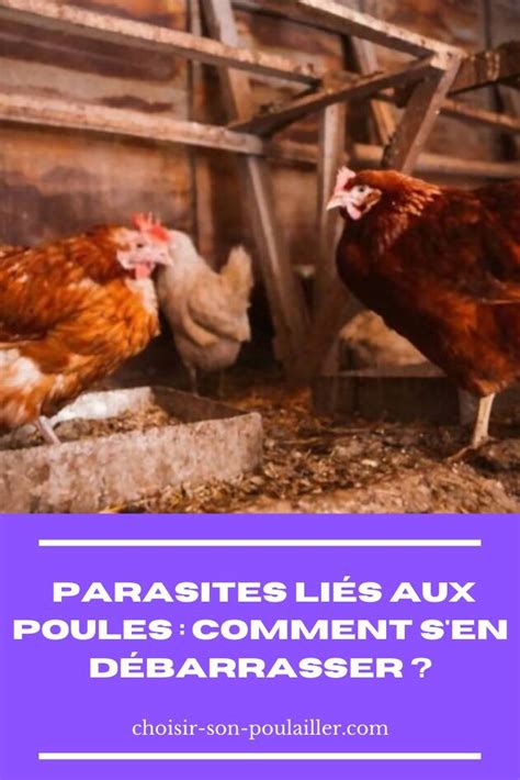 Les Parasites Des Poules Artofit