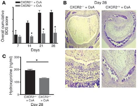 Figure From Role Of Cxcr Cxcr Ligands In Vascular Remodeling