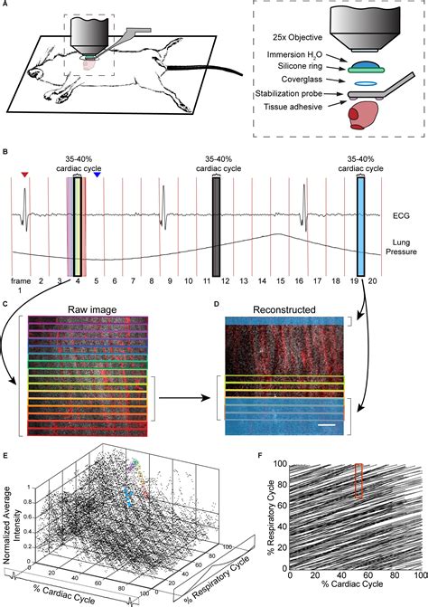 Frontiers In Vivo Calcium Imaging Of Cardiomyocytes In The Beating