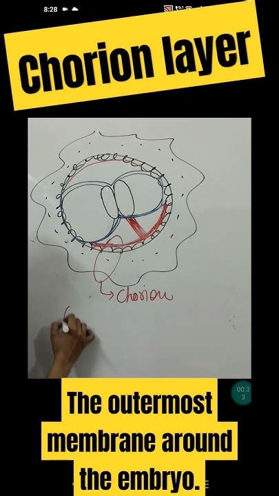 Development of Chorion layer in embryo || TGT PGT HOME SCIENCE CLASSES ...