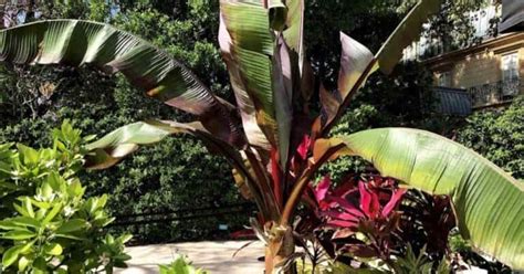 Ensete Maurelii Care All About Growing Red Abyssinian Banana