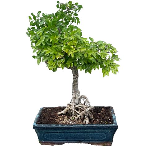 Chinese Elm Bonsai Tree 43cm - Miyagi Bonsai