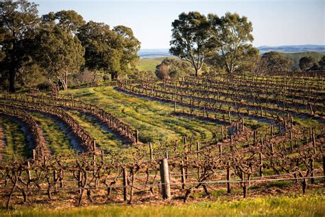 Saké Restaurant & Bar The Rocks | Pewsey Vale Vineyard Dinner