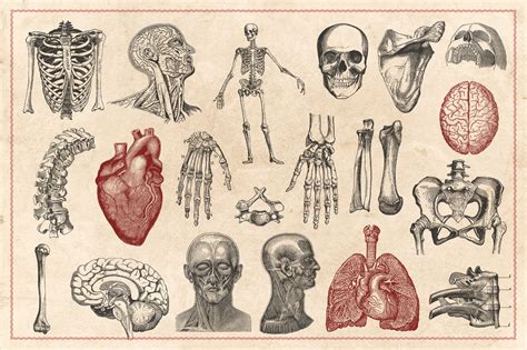 100 Vintage Anatomy Illustrations By Brigantine Designs | TheHungryJPEG