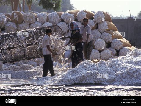 Labour Intensive Farming Hi Res Stock Photography And Images Alamy