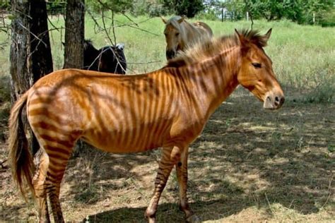 Zorse Animal Facts | Equus zebra x Equus caballus | AZ Animals