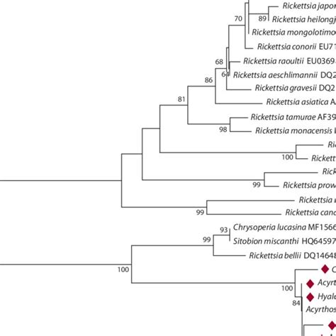 Phylogenetic Reconstruction Of Wolbachia Diversity According To The