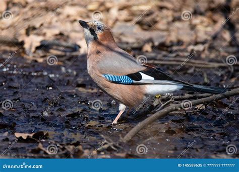 Glandarius Del Garrulus De Jay Del Eurasi Tico Imagen De Archivo