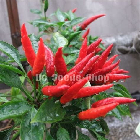 Benih Cili Jambak Jepunhybrid Chilli Seed Lazada