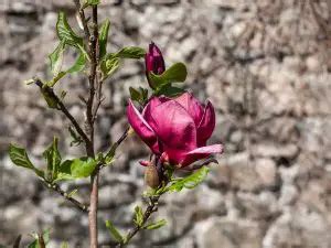 10 Dwarf Magnolia Tree Varieties - Plantglossary