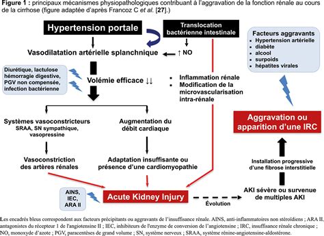 Linsuffisance R Nale Au Cours De La Cirrhose Fmc Hge