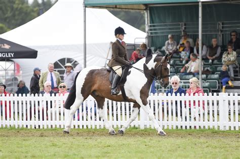 2018 Hoys Maxi Cob Of The Year Colour Index Put Down Horse And Hound