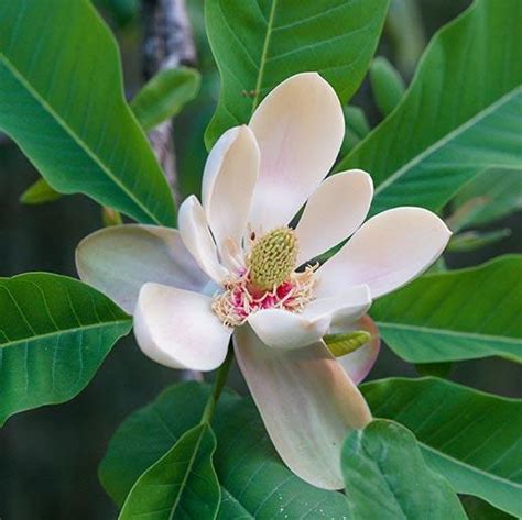 Magnolia Officinalis Extract – All Ingredients Plus