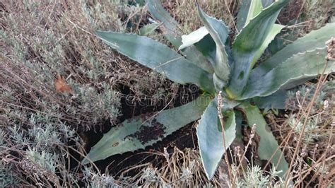 Dessert Plants Stock Image Image Of Dessert Plant 139272375