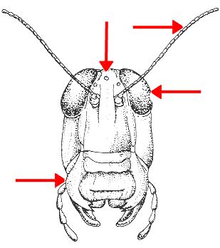 insect_anatomy