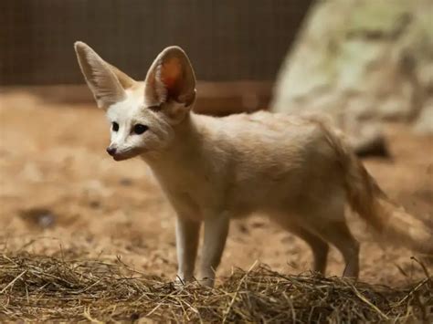 Adaptations Of A Fennec Fox Behavioral Structural And Physiological