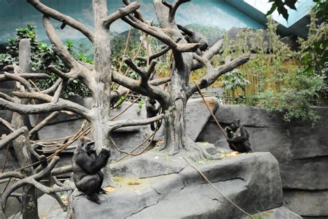 New indoor-outdoor primate habitat planned for Brookfield Zoo - Forest ...