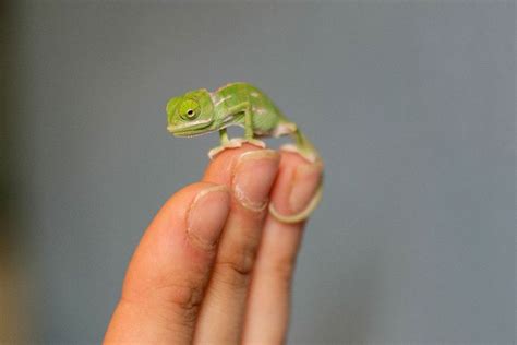 Crazy Cute Chameleons | Moss and Fog