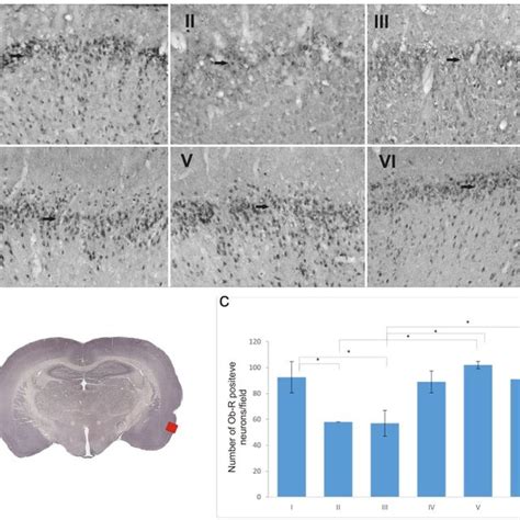 Immunostaining Of Ob R Positive Neurons Arrows In The Piriform Cortex Download Scientific